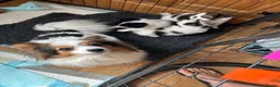 Papillon dogs for sale: Kc reg Papillon boy READY NOW!!! - Advert 5