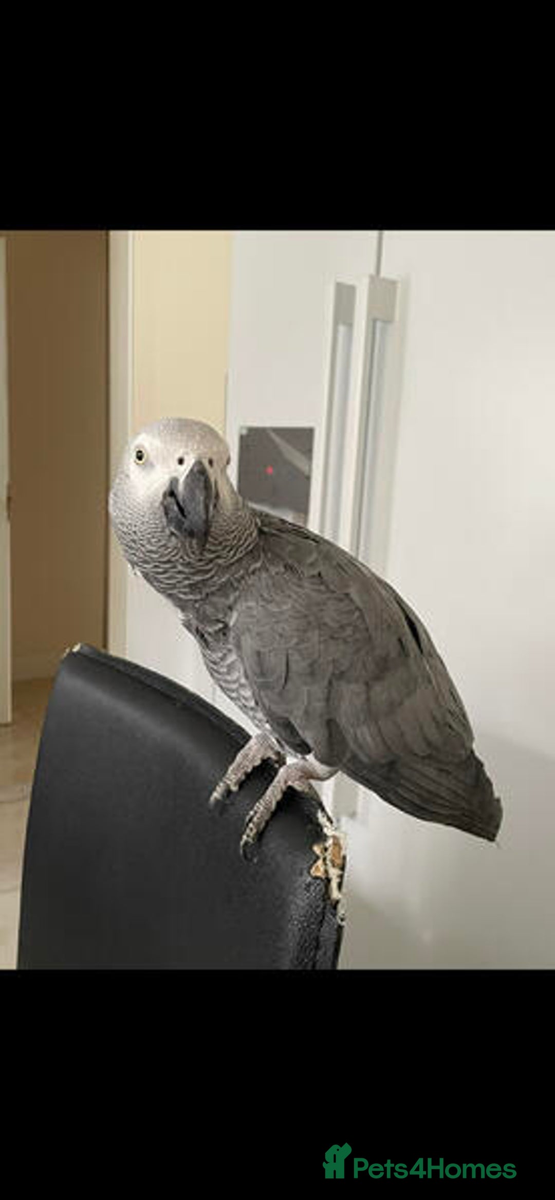 Parrots birds for sale: Talking African Greys for sale  - Image 1
