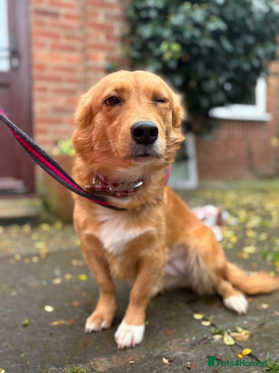 Mixed Breed dogs for adoption: Rose - Norwich Norfolk  - Advert 4