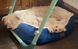 Mixed Breed dogs for sale: Westie x jack russels  - Image 4
