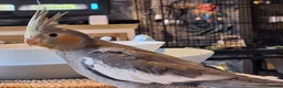 Cockatiels birds for sale: 2 Baby cockatiel boys in Liverpool area for sale - Advert 5