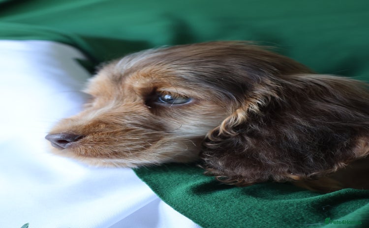 Cocker Spaniel dogs Championline Cocker Spaniel LAST 2 - Advert 18