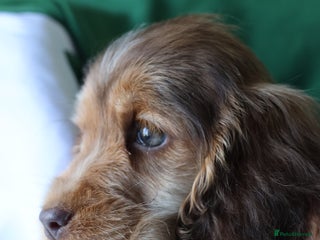 Cocker Spaniel dogs Championline Cocker Spaniel LAST 2 - Advert 2