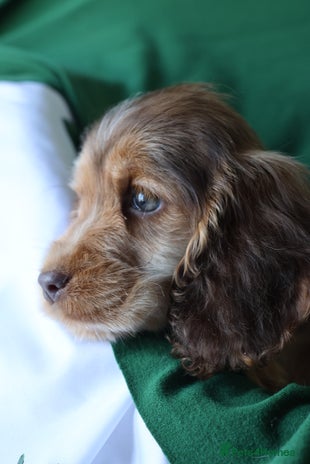 Cocker Spaniel dogs Championline Cocker Spaniel - Advert 15