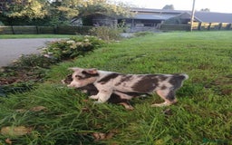 Border Collie dogs for sale: Beautiful merle and tri coloured collies  - Image 6