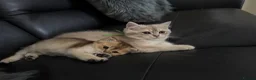 British Shorthair cats for sale: British Shorthair Black Golden (GCCF Pedigree) in Manchester - Advert 3