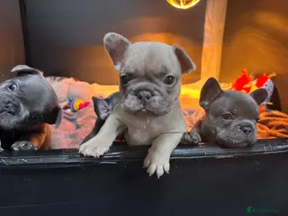 French Bulldog dogs Beautiful Frenchie Babies Seeking Forever Families - Advert 1