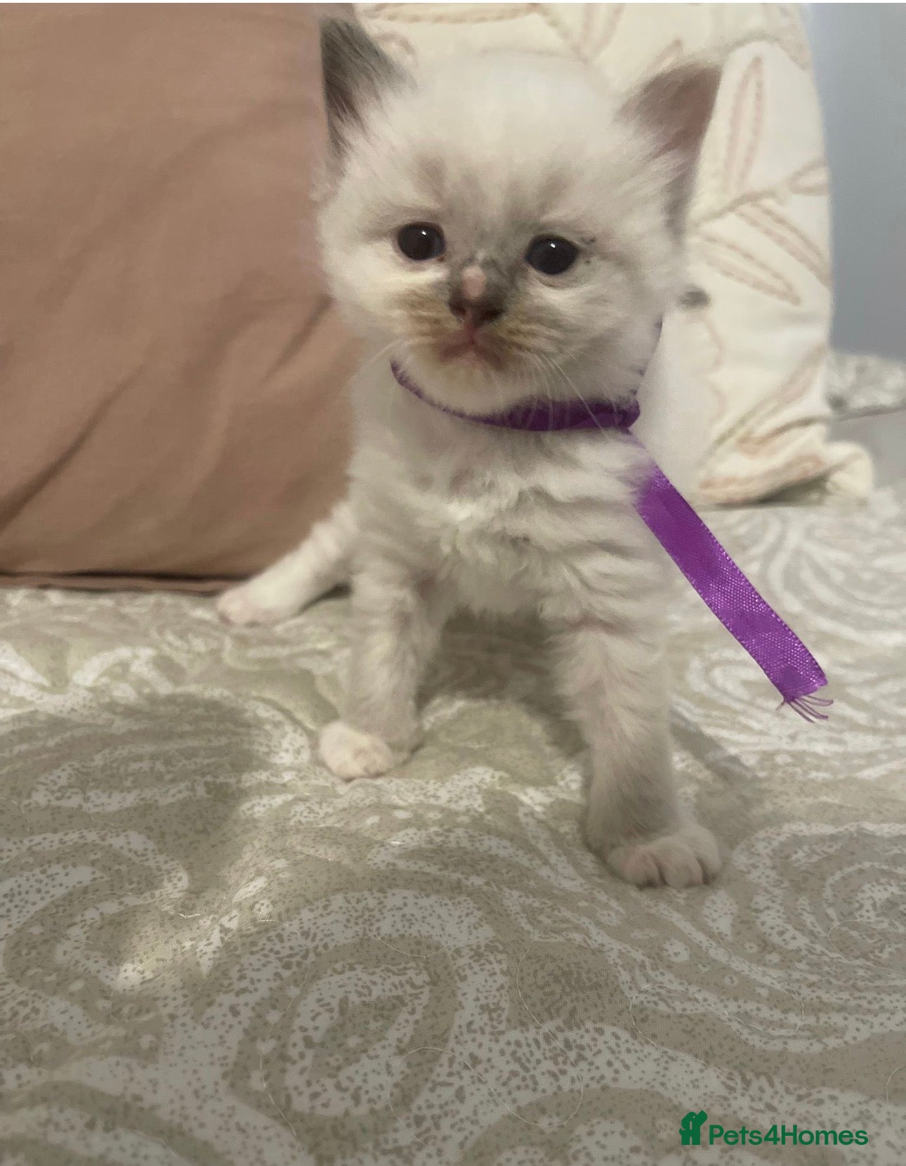 Ragdoll cats Beautiful ragdoll kittens -reserve now  - Advert 1