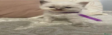 Ragdoll 6