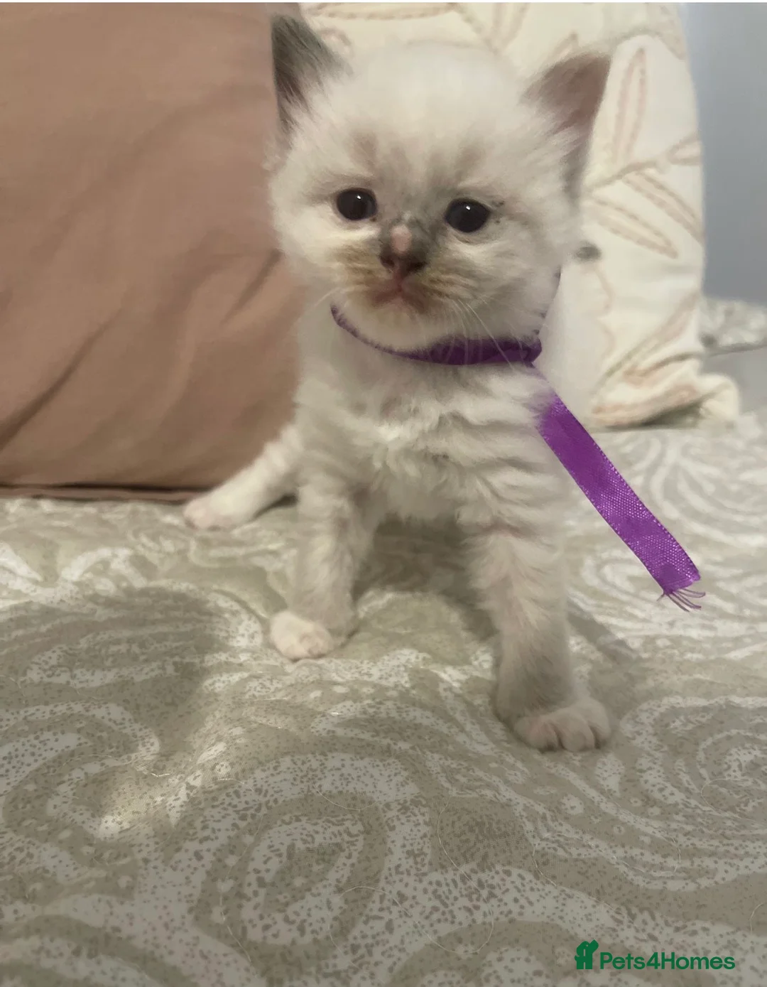 Ragdoll cats for sale: Beautiful ragdoll kittens -reserve now  - Advert 2