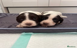 Cocker Spaniel dogs for sale: 6 beautiful cocker spaniel puppies - Image 7