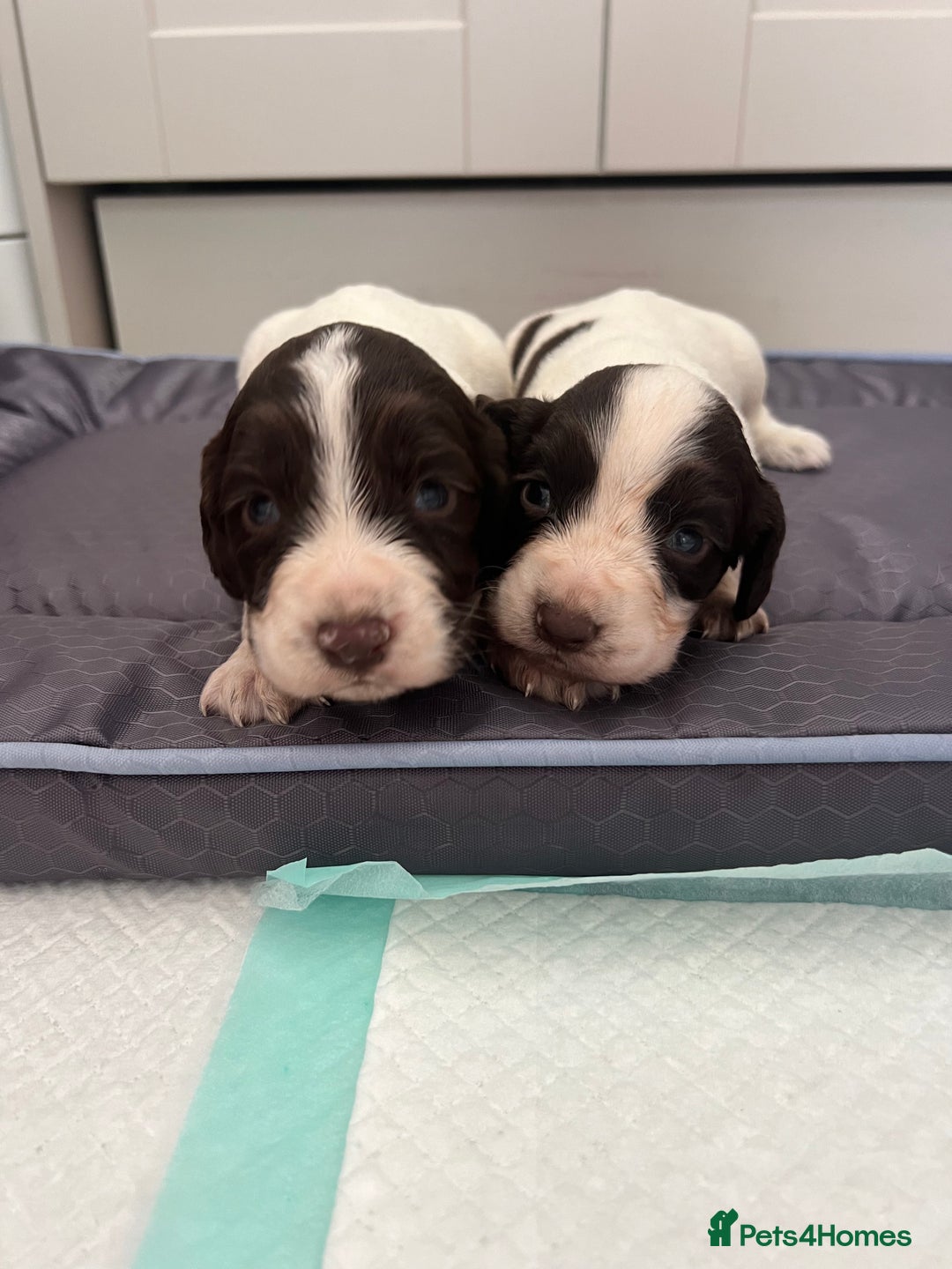 Cocker Spaniel dogs for sale: 6 beautiful cocker spaniel puppies - Image 7