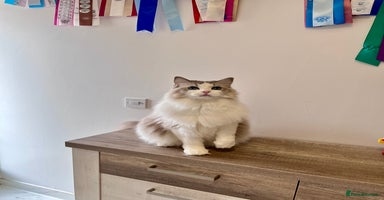 Ragdoll cats - Advert 8