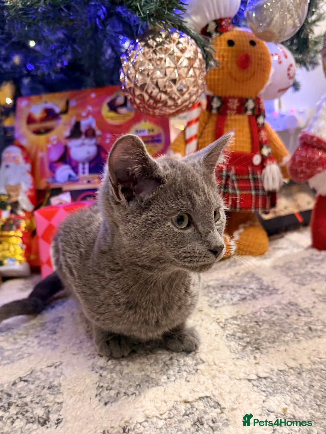 Russian Blue cats for sale: Pure Russian Blue Boy❄️ - Advert 4