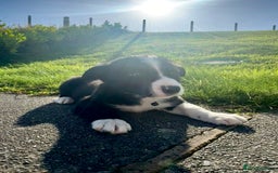 Border Collie dogs for sale: Pure bred, beautiful Border Collie puppies 🖤🤍🐾 - Image 7
