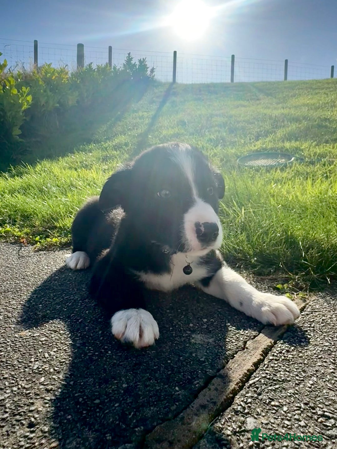 Border Collie dogs for sale: Pure bred, beautiful Border Collie puppies 🖤🤍🐾 - Image 7