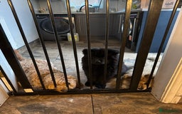 Chow Chow dogs for sale:  🐾 LAST TWO Ready to go STUNNING GIRL chow chows* - Image 21