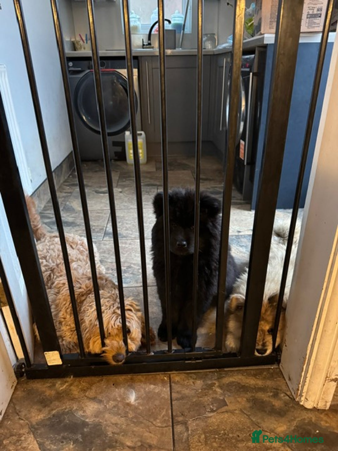 Chow Chow dogs for sale:  🐾 LAST TWO Ready to go STUNNING GIRL chow chows* - Image 21