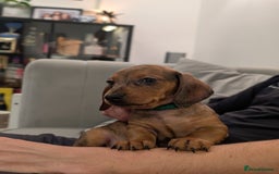 Miniature Dachshund dogs for sale: 2x miniature dachshunds - Image 6