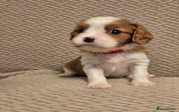 Cavalier King Charles Spaniel dogs for sale: Gorgeous KC Reg Cavalier Puppies  - Image 12