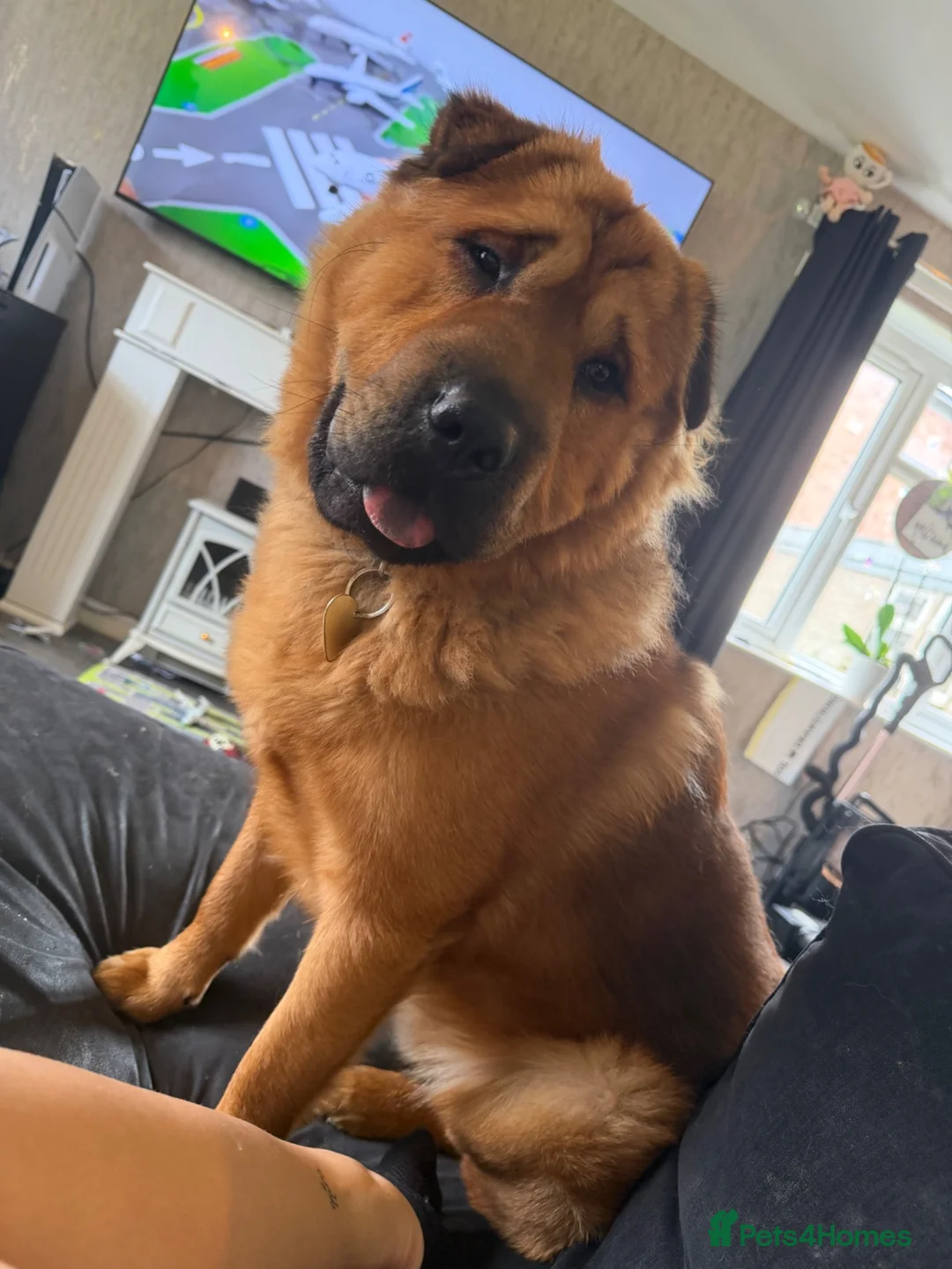 Mixed Breed dogs for sale: Shar-Pei x Shepherd 11 Months Old in Swadlincote - Advert 2