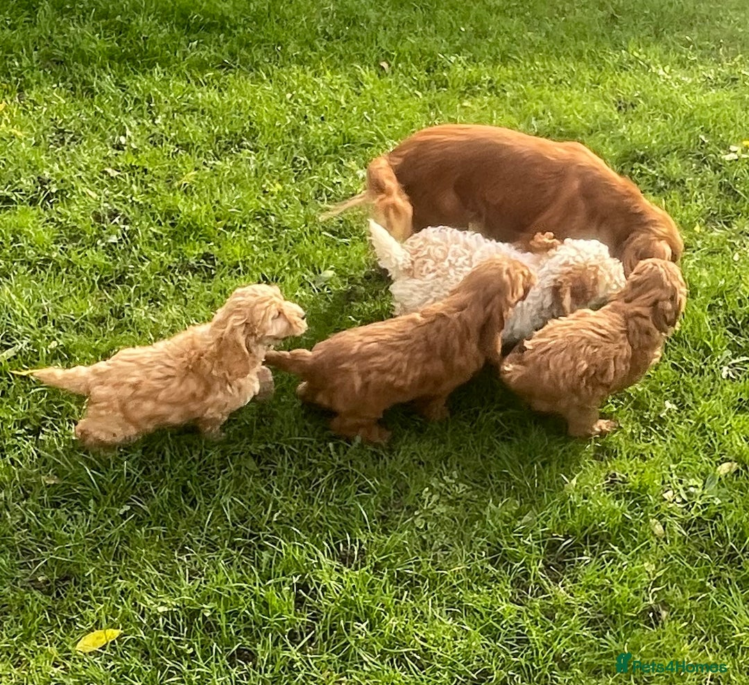 Cockapoo dogs for sale: Red Cockapoo puppies for sale - Image 25