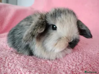 Mini Lop rabbits Baby mini lops for sale - Advert 13