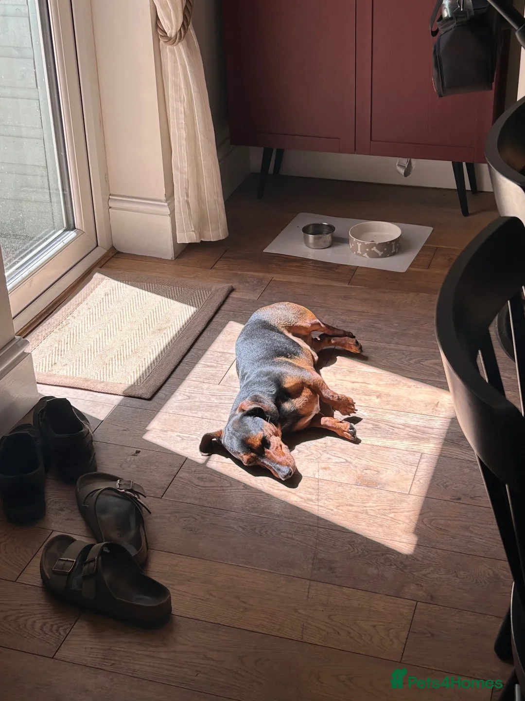 Jackshund dogs for sale: Archie  in Bristol - Advert 2