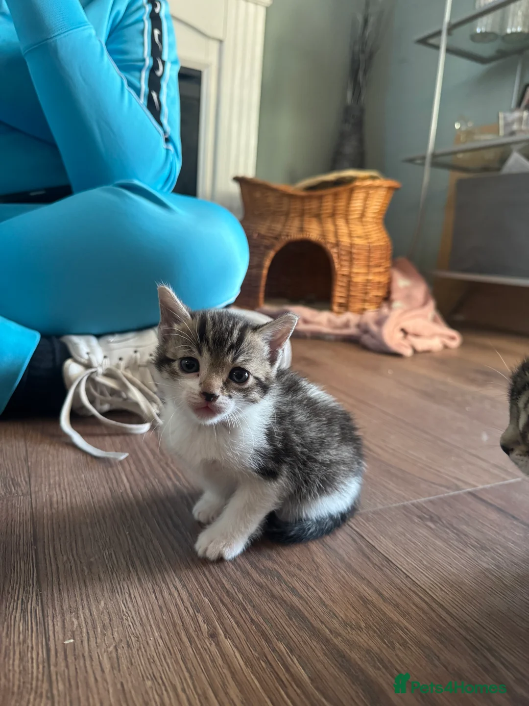 Mixed Breed cats for sale: Bingo Cross Bengal, Maine coon in Holt - Advert 2