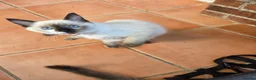 Ragdoll cats for sale: GCCF Reg. Ragdoll kittens. Ready now! - Advert 13
