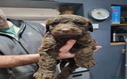 Labradoodle dogs for sale: Large standard labradoodles - Image 15