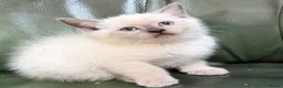Mixed Breed cats for sale: Beautiful mixed breed kittens.  - Advert 16