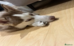 Siberian Husky dogs for sale: Hugo  - Image 5