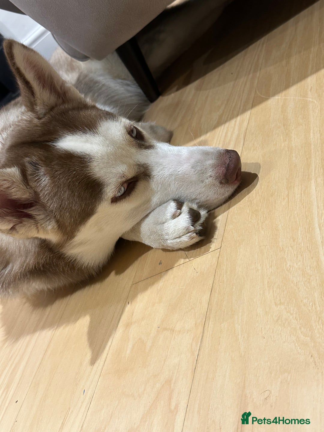 Siberian Husky dogs for sale: Hugo  - Image 5
