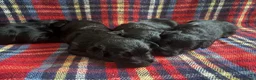 Scottish Terrier dogs for sale: Beautiful Scottie’s  - Advert 3