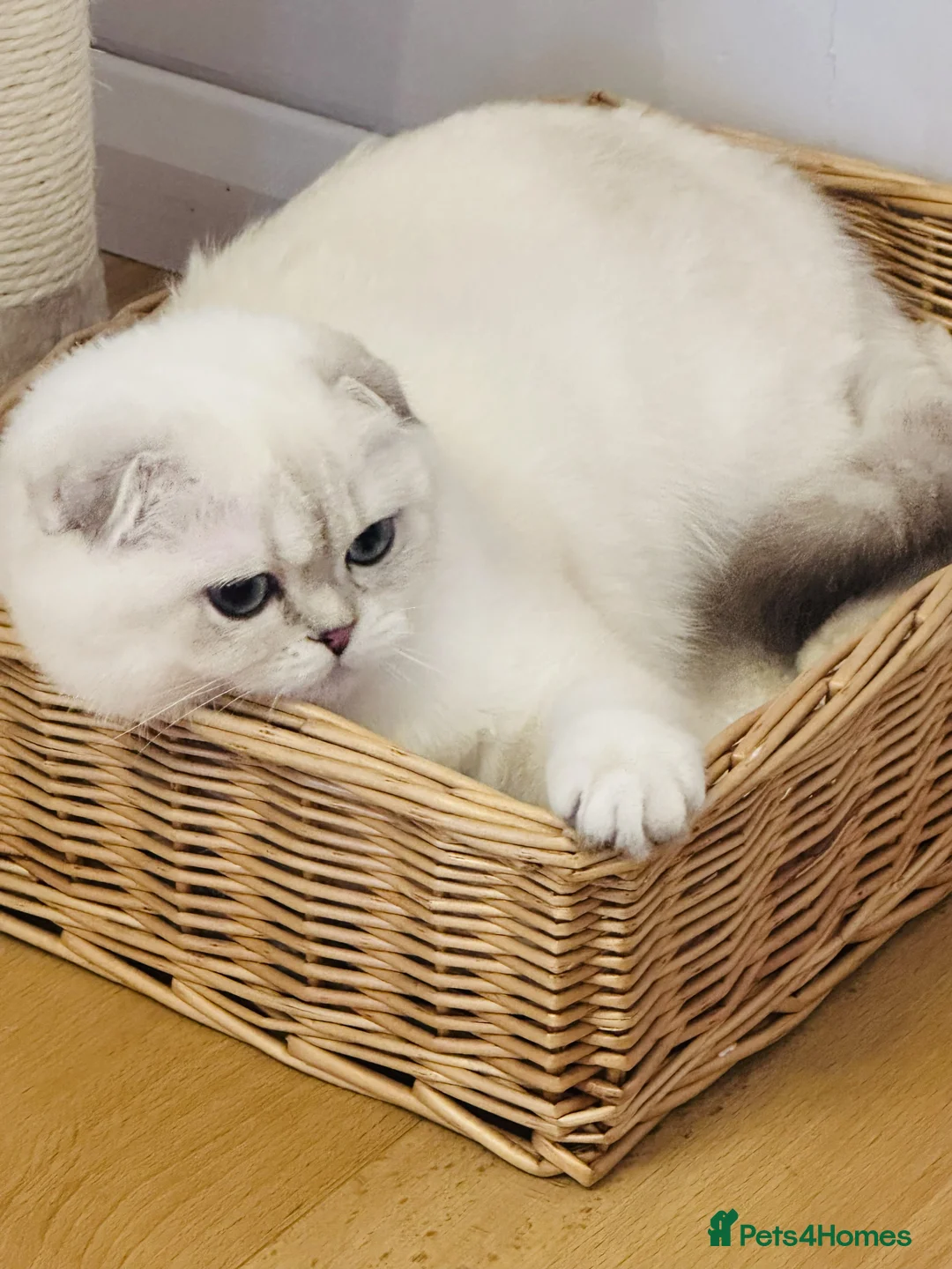 Scottish Fold cats for sale: Beautiful Scottish Fold Pedigree Girls - Advert 8