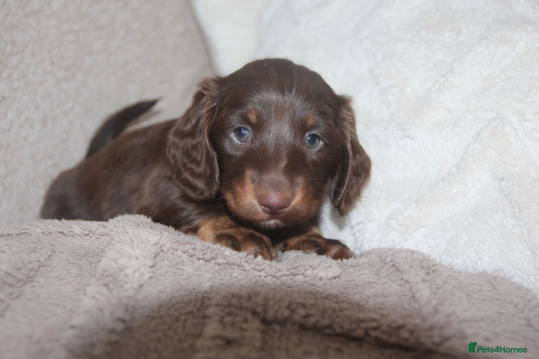 Miniature Dachshund dogs for sale: Exceptional quality long haired mini dachshunds - Image 37