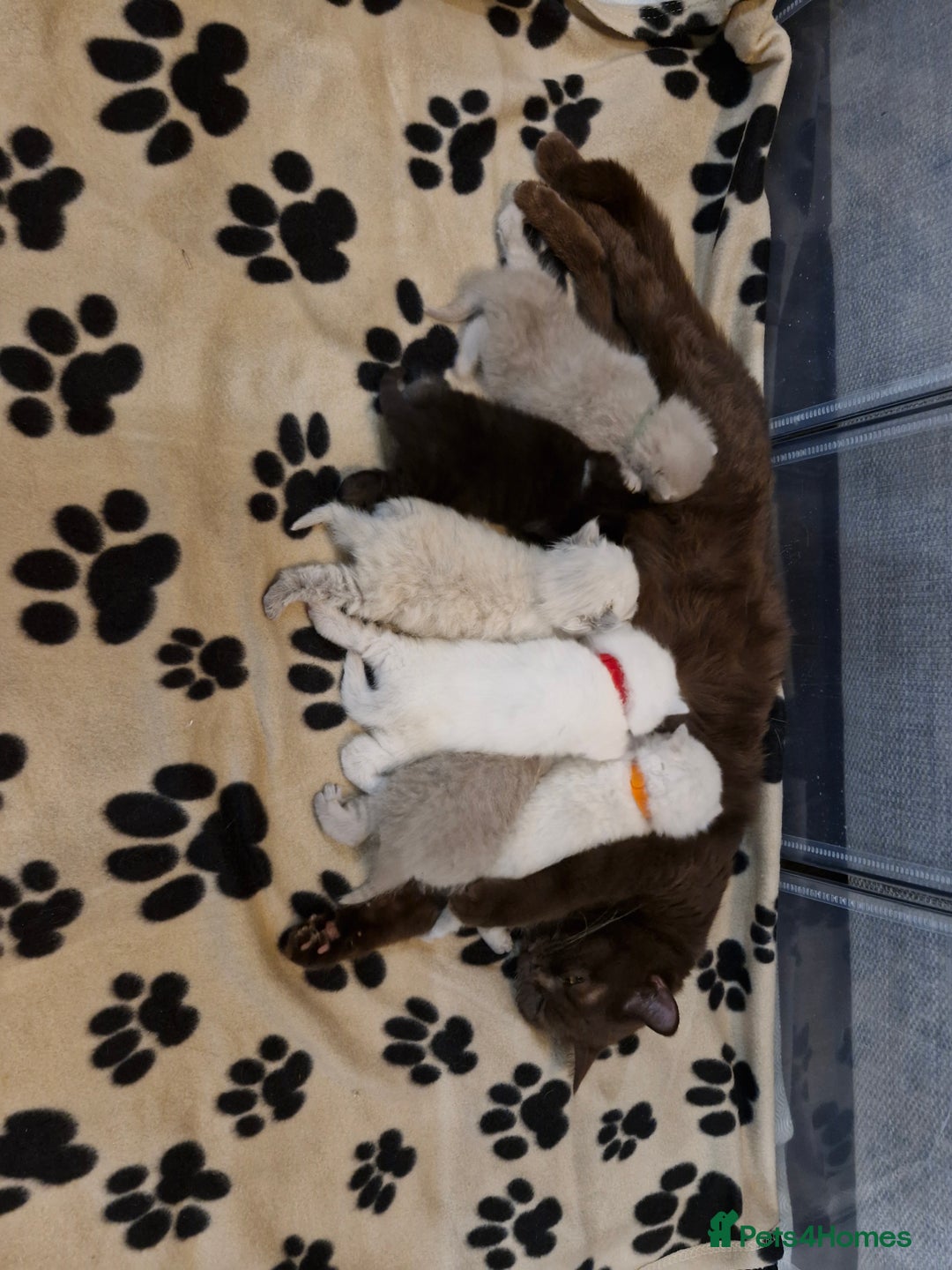 British Shorthair cats for sale: British shorthair and longhair - Image 12