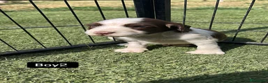 English Springer Spaniel 4