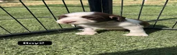 English Springer Spaniel dogs for sale: Kc registered English springer spaniel puppies - Advert 15