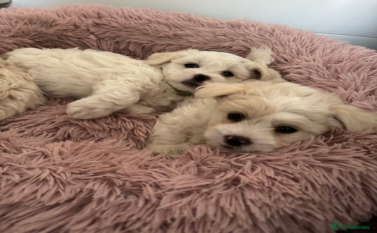 Bichon Frise dogs - Advert 2