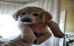 Golden Retriever dogs for sale: Golden Retriever puppies - Last Girls - Image 14