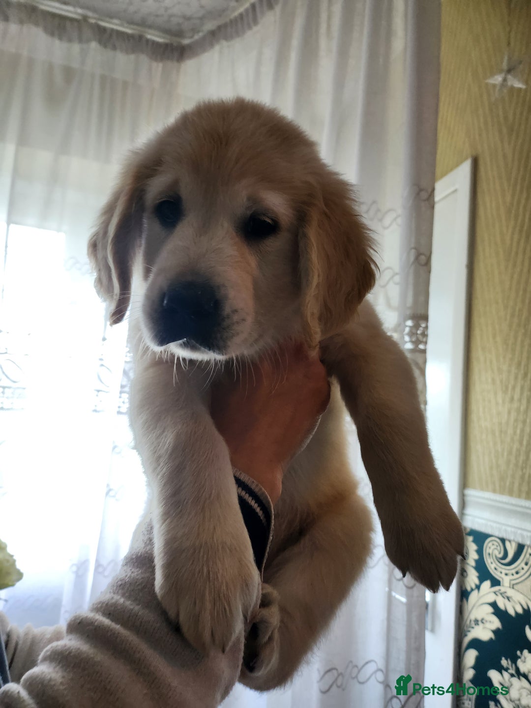 Golden Retriever dogs for sale: Golden Retriever puppies - Last Girls - Image 14