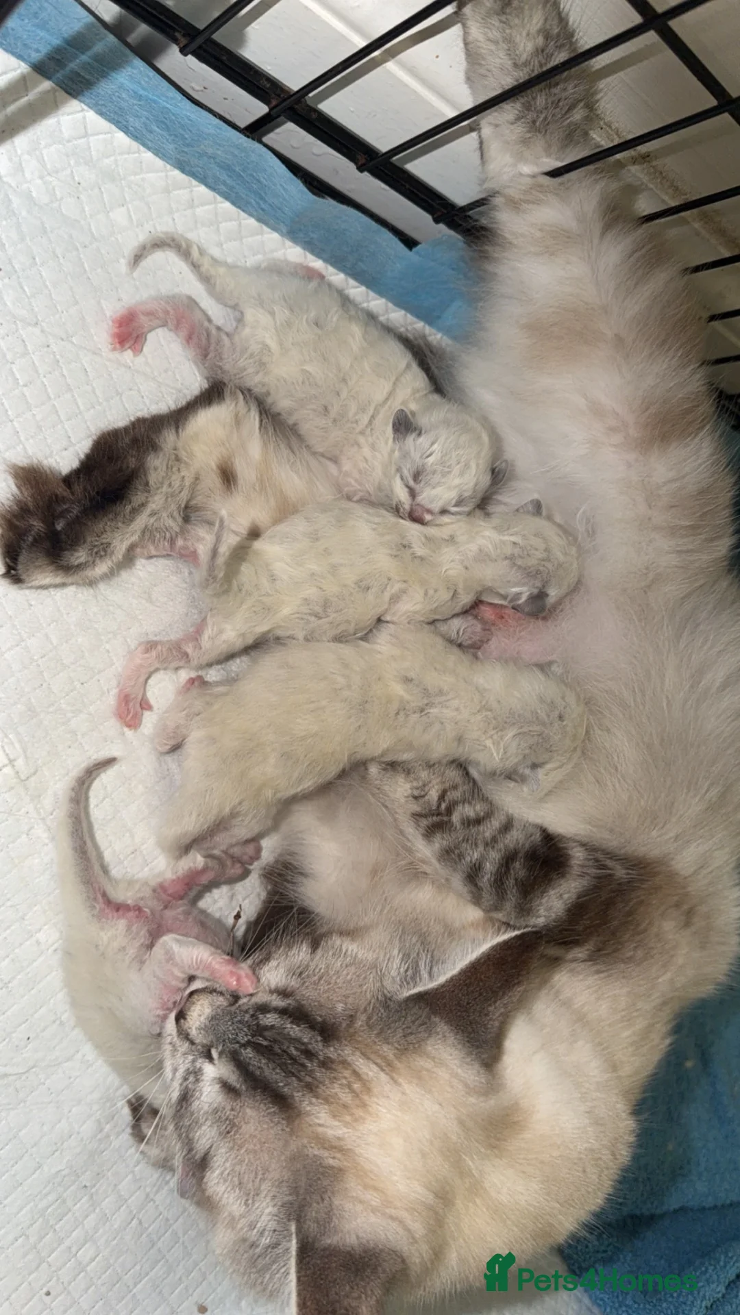 Ragdoll cats for sale: Ragdoll kittens - Advert 2