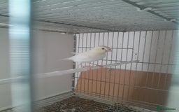 Canaries birds for sale: Canaries and Goldfinches  - Image 2