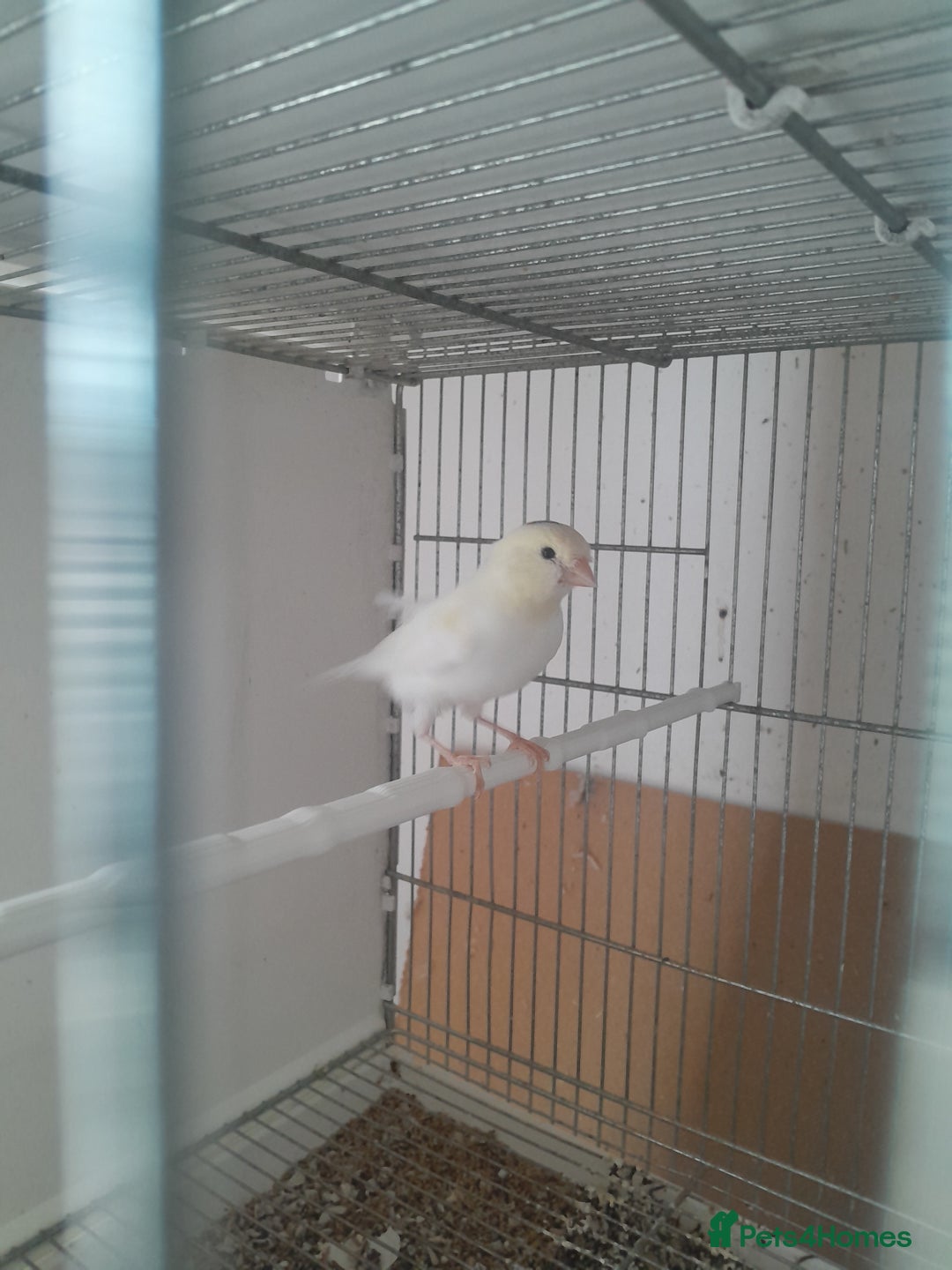 Canaries birds for sale: Canaries and Goldfinches  - Image 2