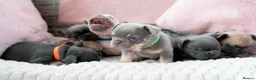 French Bulldog dogs for sale: French bulldog kc 5 gen - Advert 3