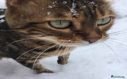 Bengal cats for sale: 🐾 Bengal Cat Alfie Looking for Forever Home 🐾 - Image 10