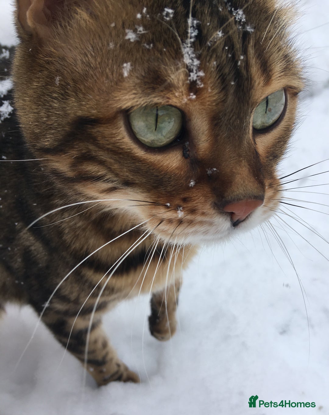 Bengal cats for sale: 🐾 Bengal Cat Alfie Looking for Forever Home 🐾 - Image 10