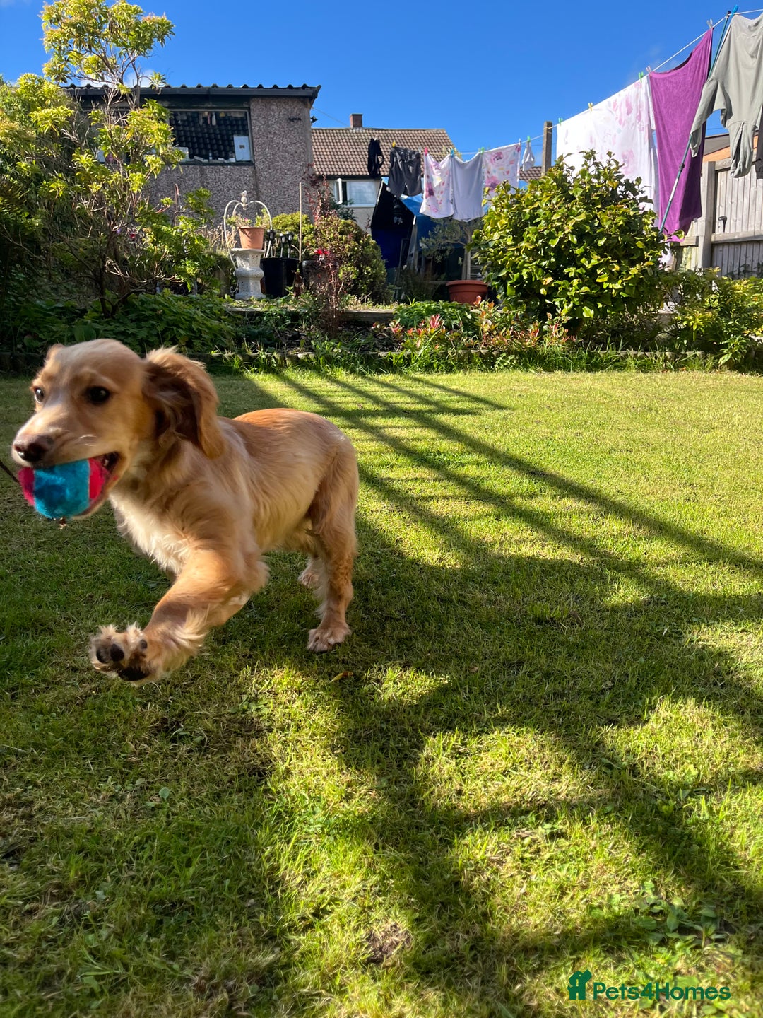 Cocker Spaniel dogs for sale: Ruby the cocker “trained and fully health checked” - Image 8